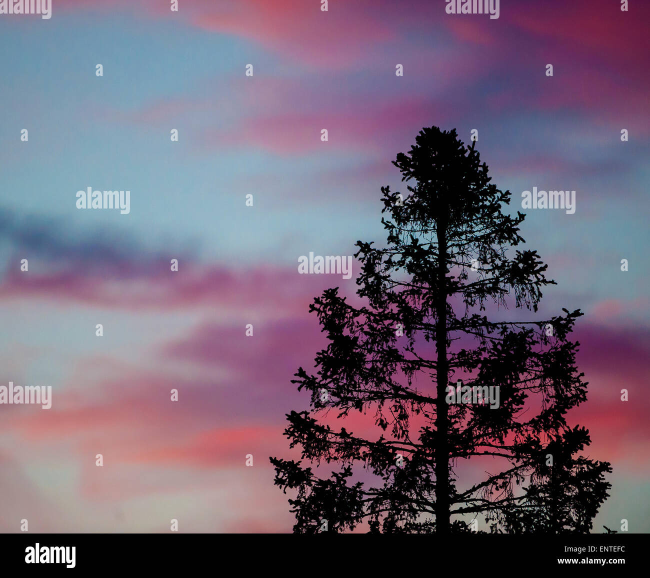 Les nuages colorés derrière un arbre au coucher du soleil, UK Banque D'Images