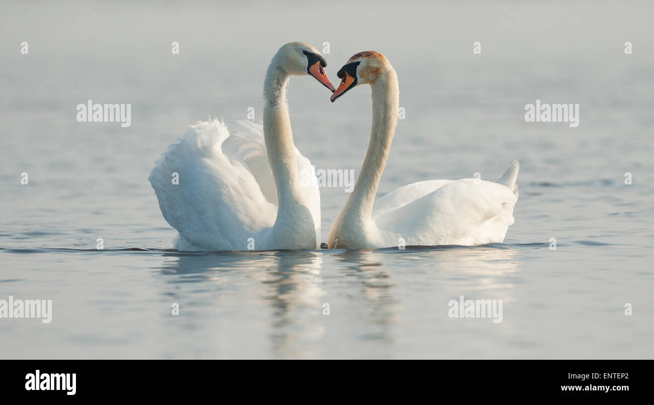 Le Cygne tuberculé (Cygnus olor) sur la rivière Doon à Ayr, Ecosse, Royaume-Uni Banque D'Images
