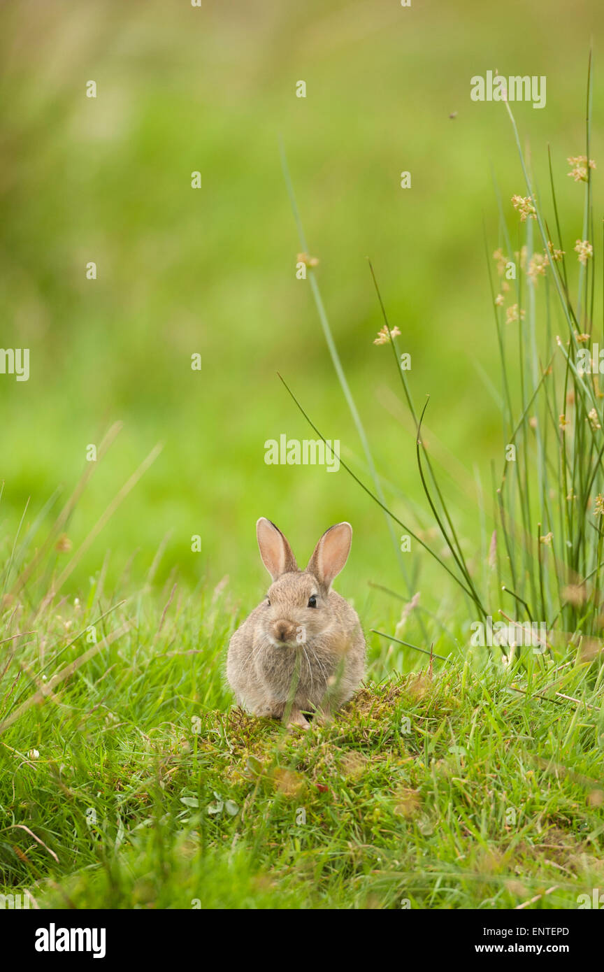 Jeune lapin dans un champ dans la nature, Royaume-Uni Banque D'Images Jeune lapin dans un champ dans la nature, Royaume-Uni Banque D'Images