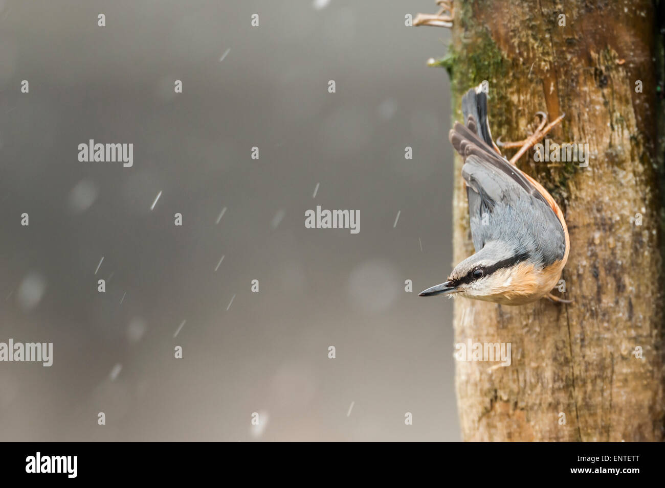 Oiseau Nuthatch (Sitta europaea) sur un poteau de clôture dans la neige, Royaume-Uni Banque D'Images Oiseau Nuthatch (Sitta europaea) sur un poteau de clôture dans la neige, Royaume-Uni Banque D'Images
