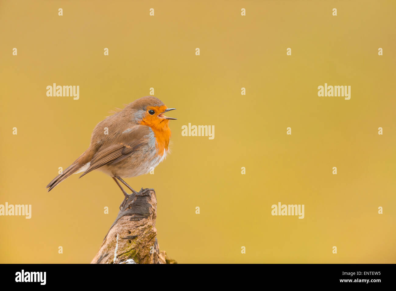 Close up portrait of a little bird Robin (Erithacus rubecula aux abords) chanter dans un jardin, UK Banque D'Images