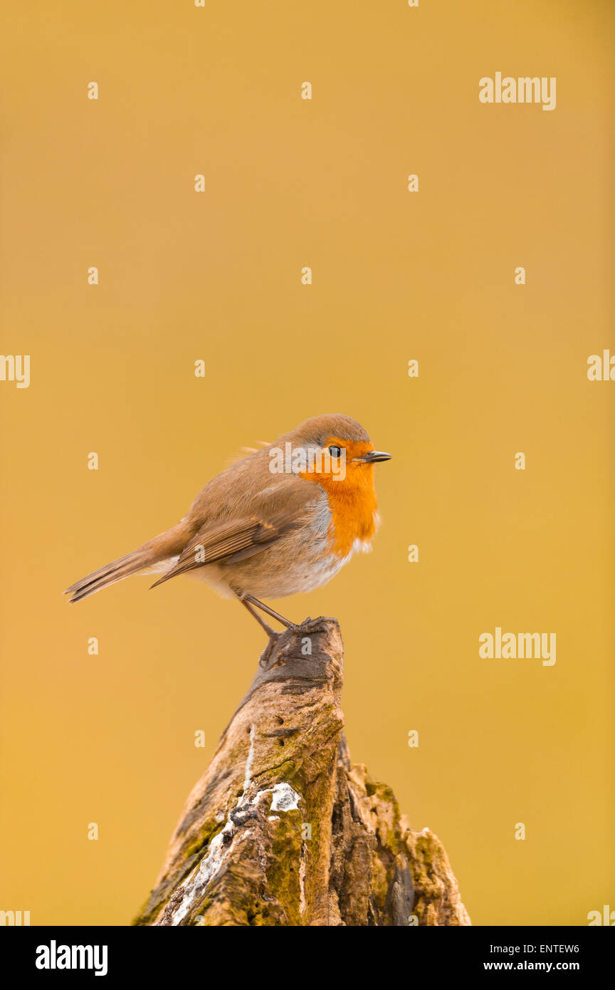 Gros plan d'un petit oiseau Robin (Erithacus rubecula) debout sur une souche d'arbre, Royaume-Uni Banque D'Images Gros plan d'un petit oiseau Robin (Erithacus rubecula) debout sur une souche d'arbre, Royaume-Uni Banque D'Images