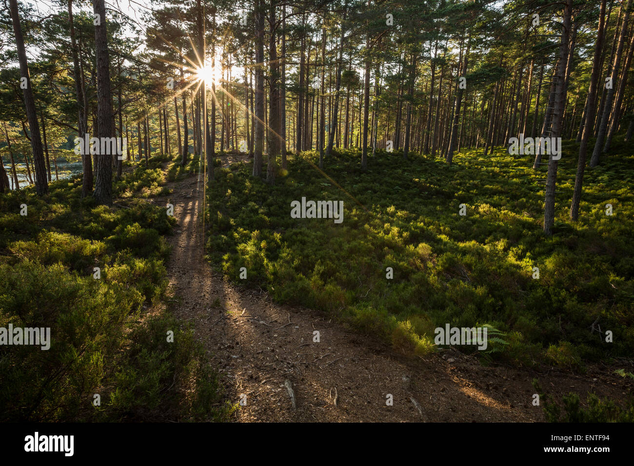 Pathin forestière avec les rayons du soleil et de l'ensoleillement dans Rothiemurchus Forest près de Loch an Eilein, Parc National de Cairngorms, Highlands d'Ecosse, Royaume-Uni Banque D'Images