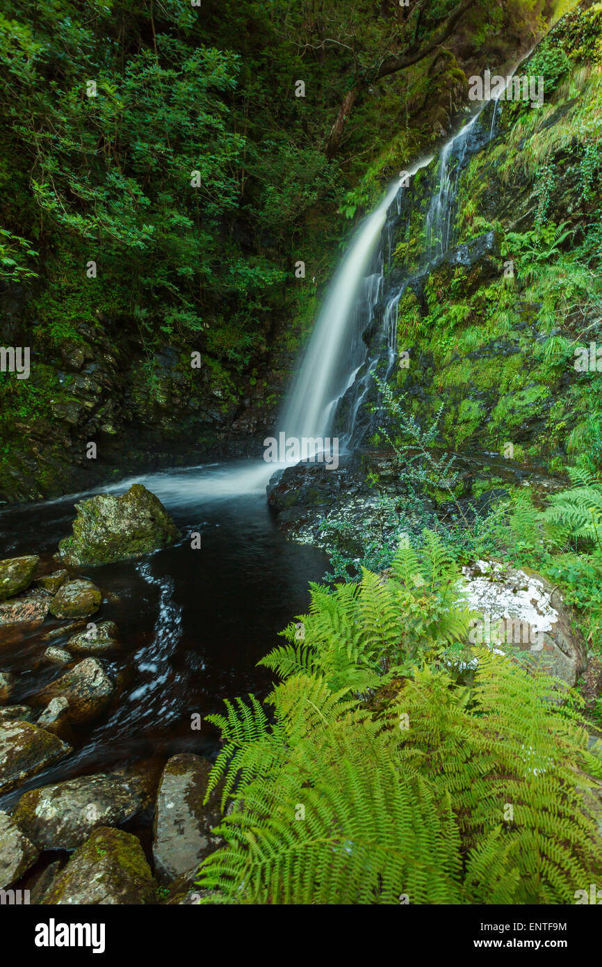 Queens way Cascade, parc forestier de Galloway, Scotland, UK Banque D'Images