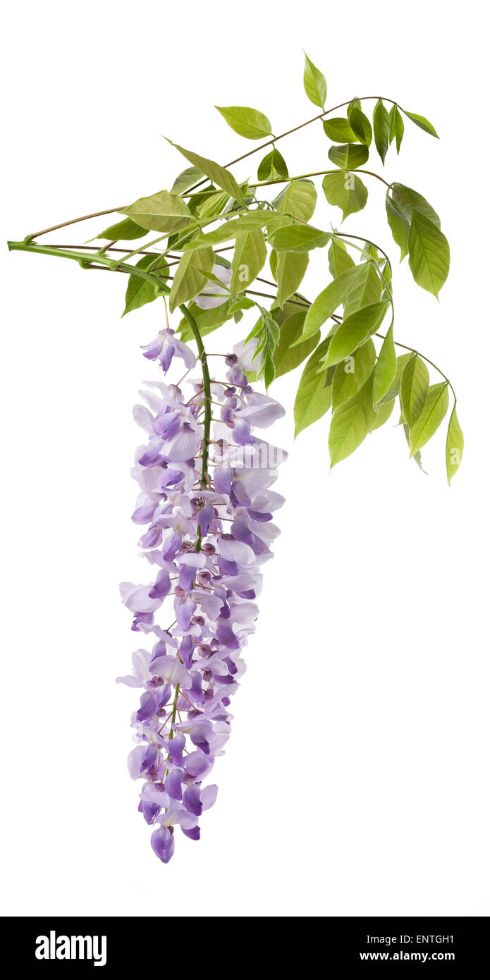 Les fleurs de glycine isolated on white Banque D'Images