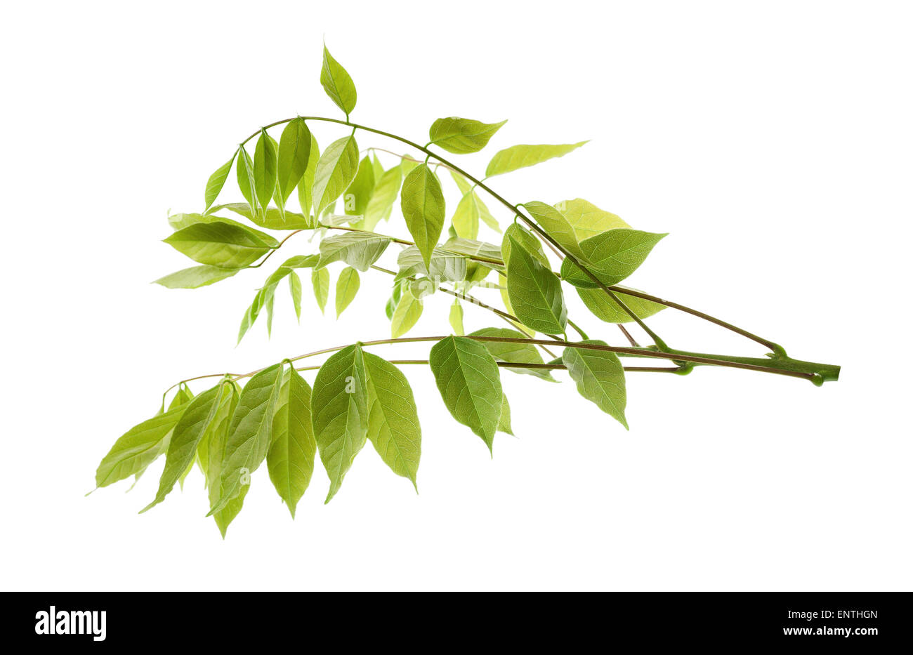 Direction générale de la glycine isolated on white Banque D'Images