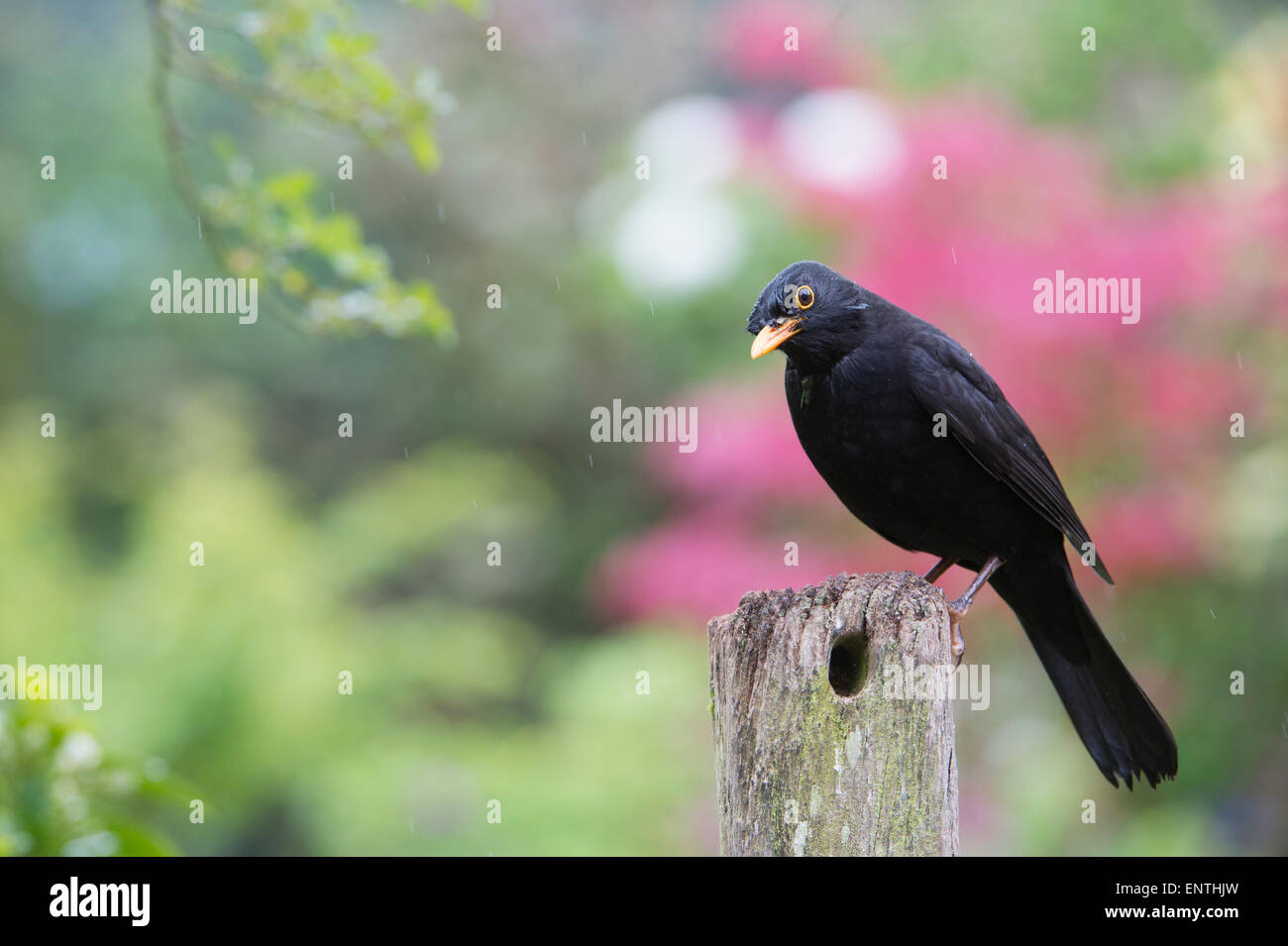 Blackbird sur un poste en bois sous la pluie. UK Banque D'Images