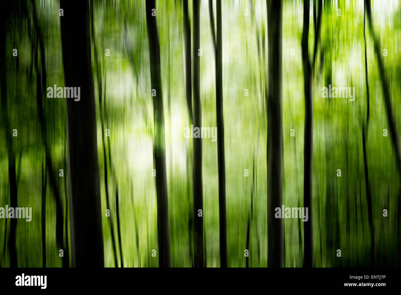 Forêt de hêtres (Fagus sylvatica) et l'éclat du soleil à travers les branches. Le mouvement et les couleurs sont floues résultat du traitement. Banque D'Images