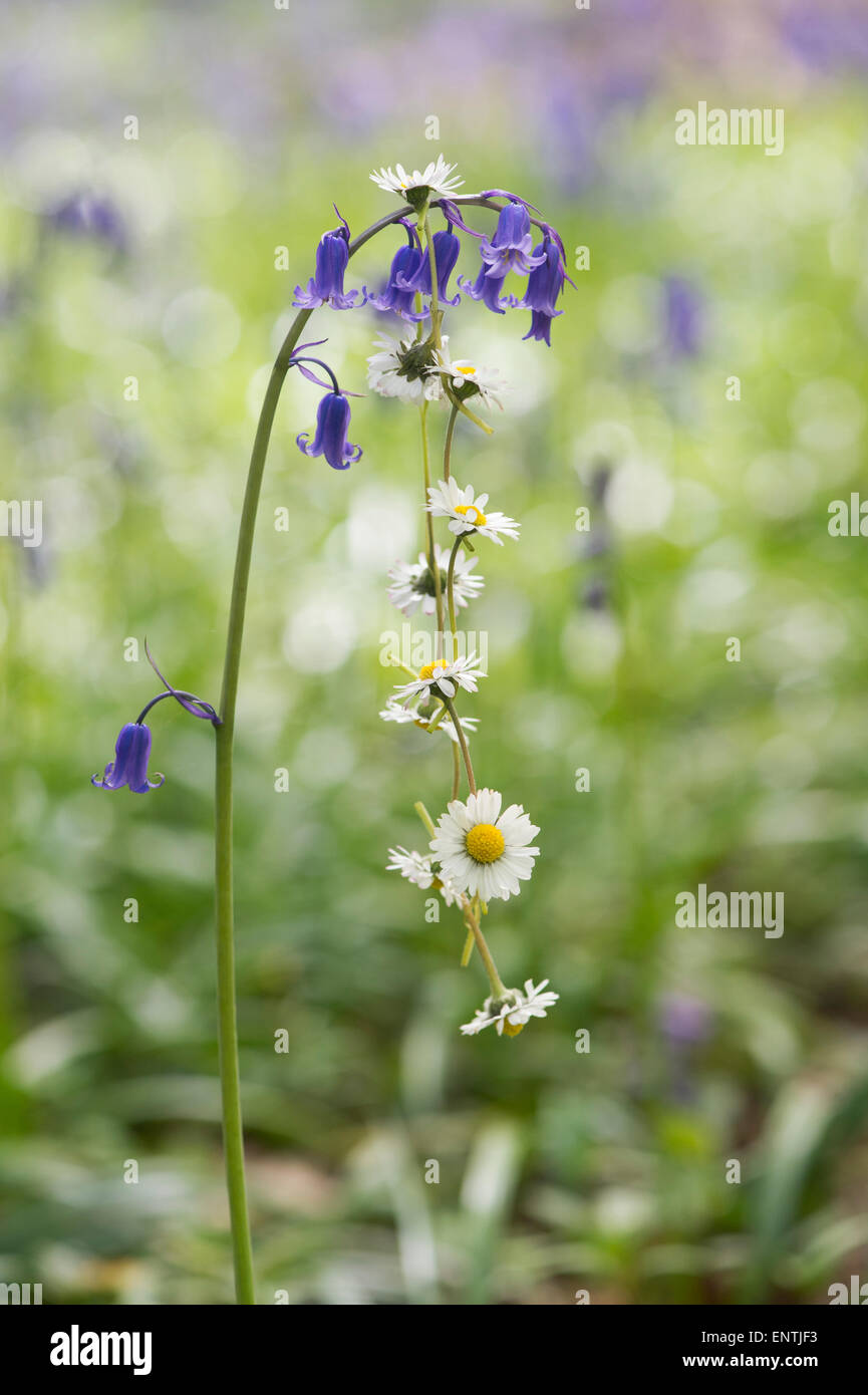 Suspendu par une chaîne en boucle dans une fleur Bluebell English woodland Banque D'Images