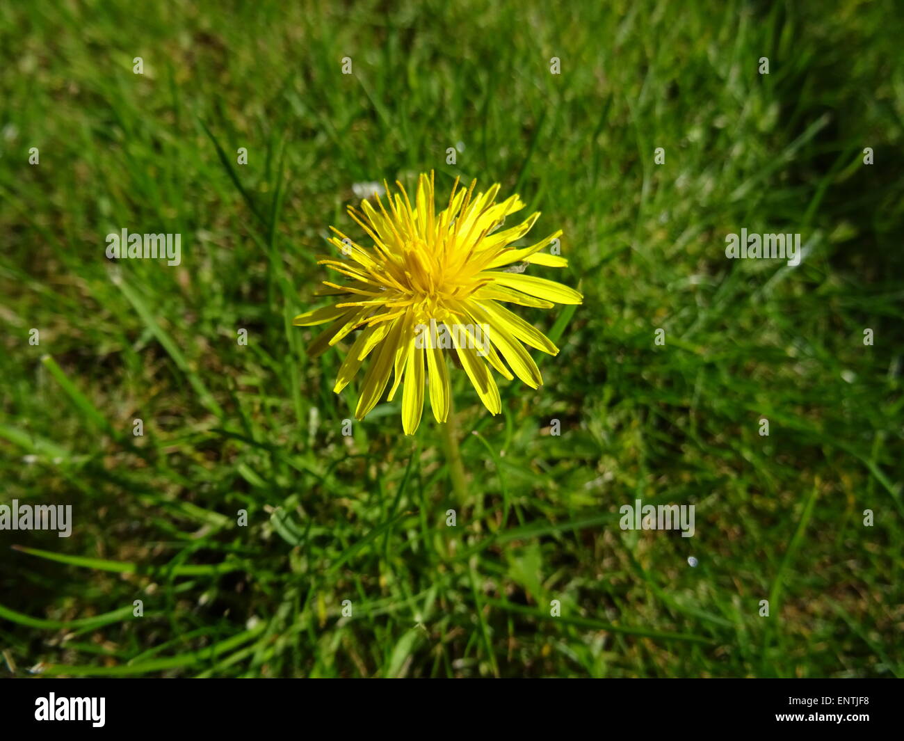 Le pissenlit sur la pelouse, l'été est ici Banque D'Images