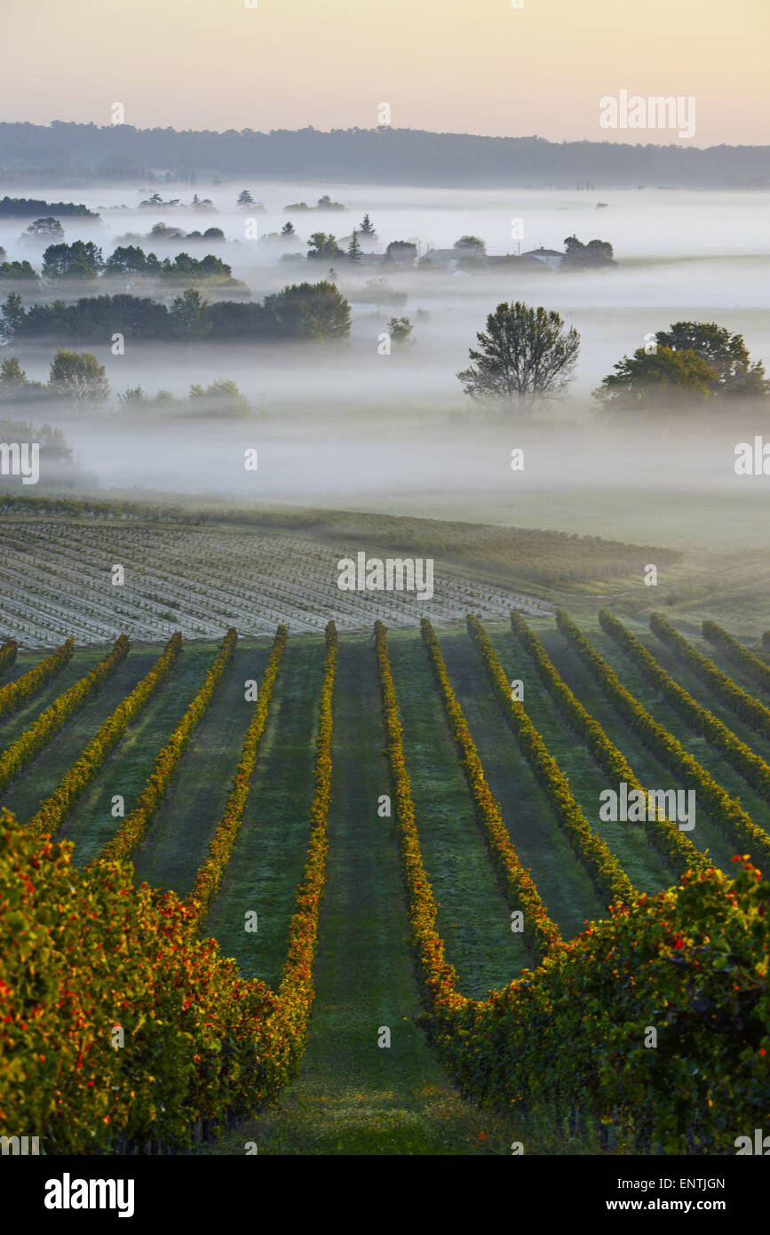 Vignoble Le Lever du Soleil à Bordeaux Vineyard-France Banque D'Images