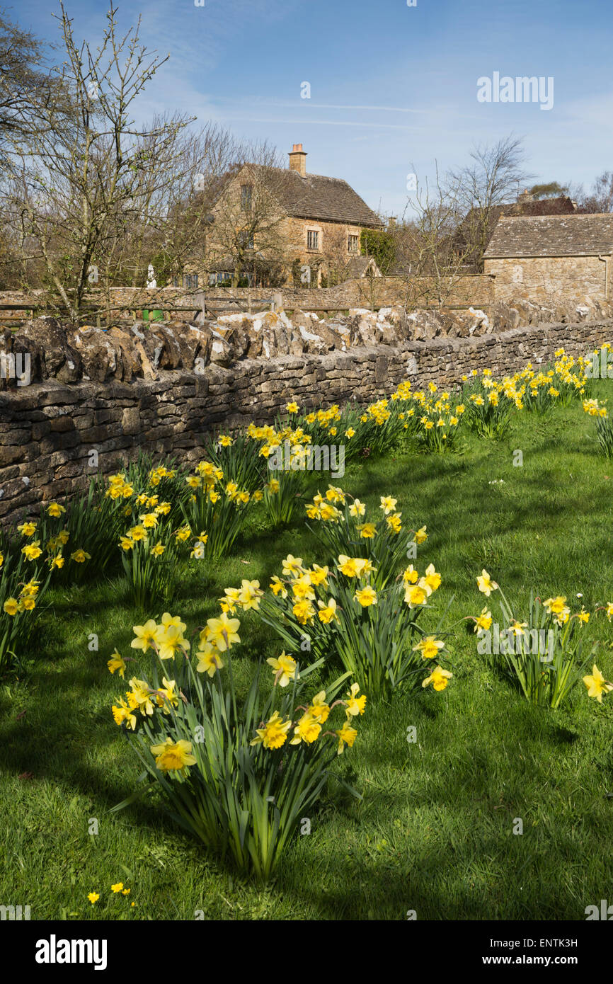 Jonquilles et muret de pierres sèches avec cottage en pierre de Cotswold, Oddington, Cotswolds, Gloucestershire, Angleterre, Royaume-Uni, Europe Banque D'Images