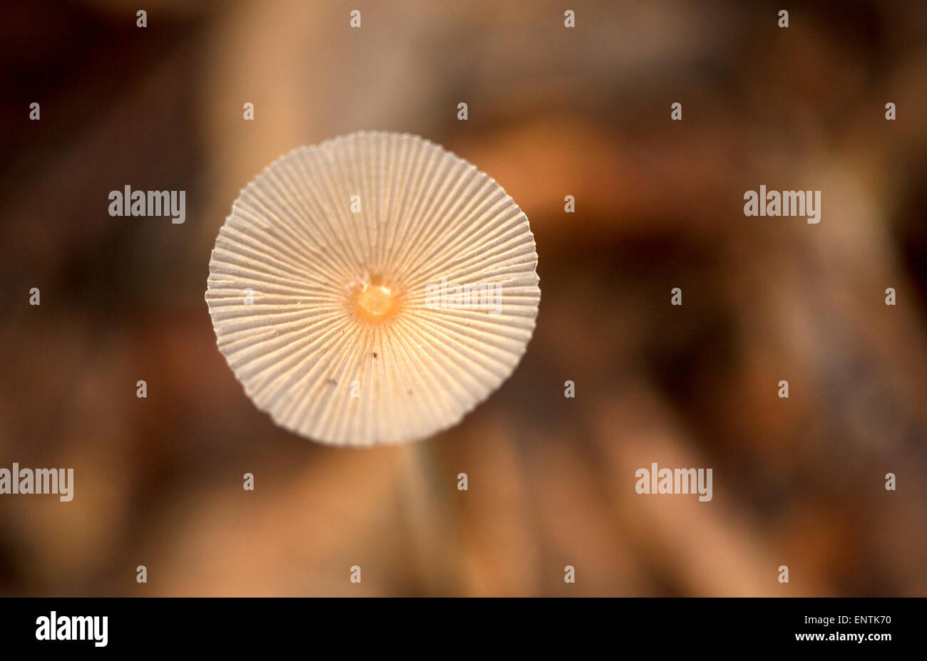 Un tour dans la Réserve de biosphère de Calakmul et champignons, État de Campeche, Yucatan, Mexique Banque D'Images