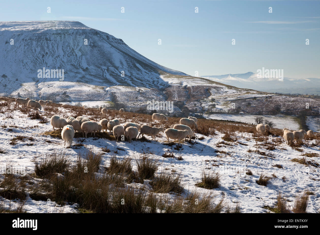 Le bétail ci-dessous Hay Bluff avec vue de Pen Y Fan peak Banque D'Images