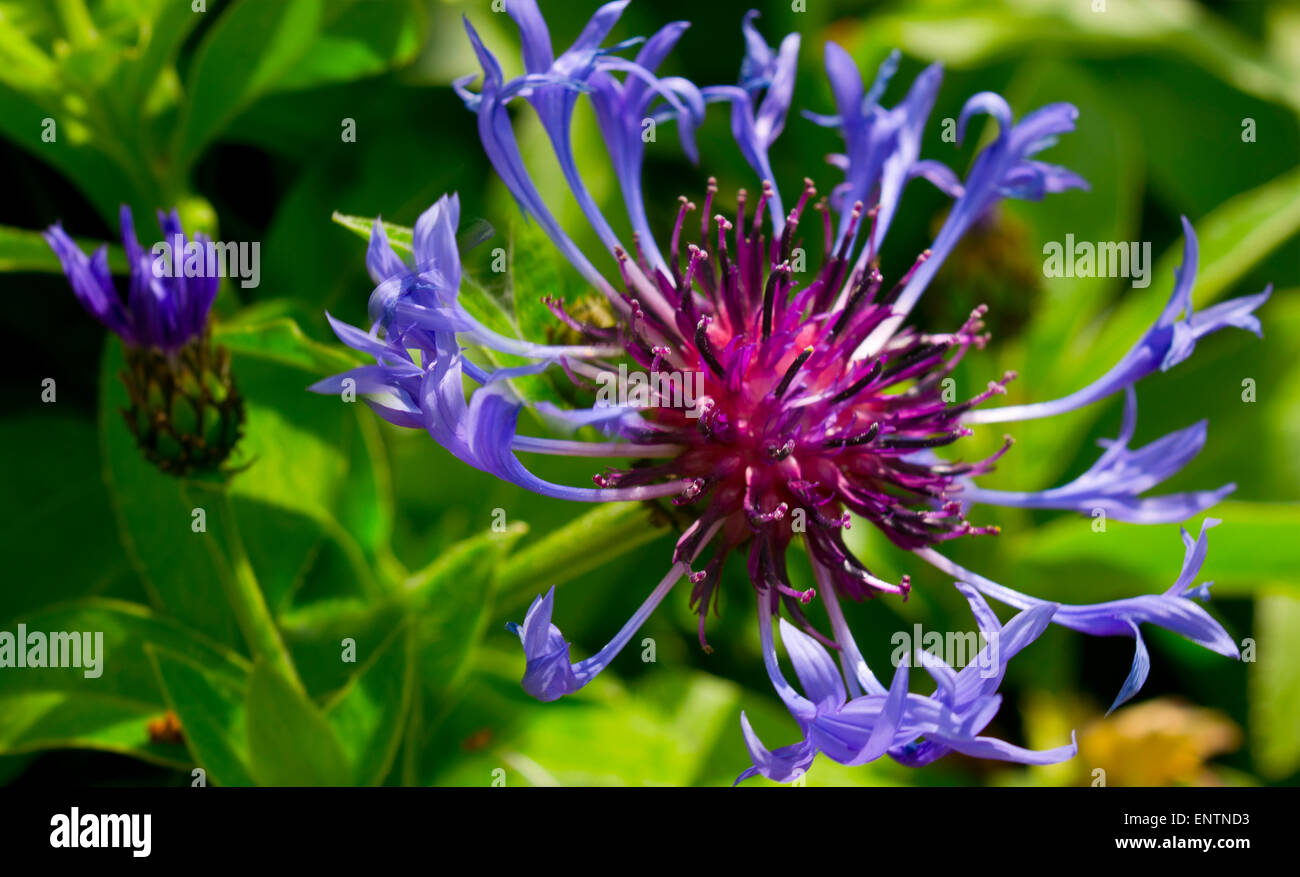 Jardin des fleurs de bleuet Centaurea cyanus Banque D'Images