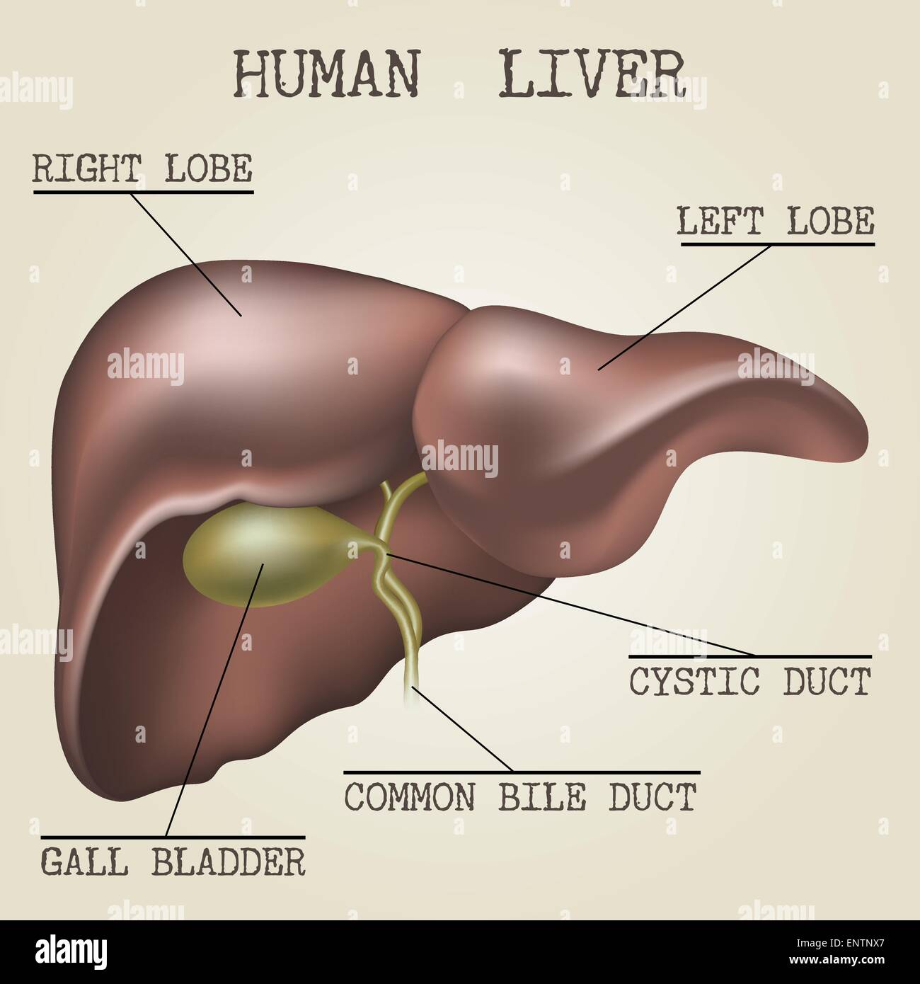 Anatomie du foie humain illustration tirée de vintage style encyclopédie Illustration de Vecteur