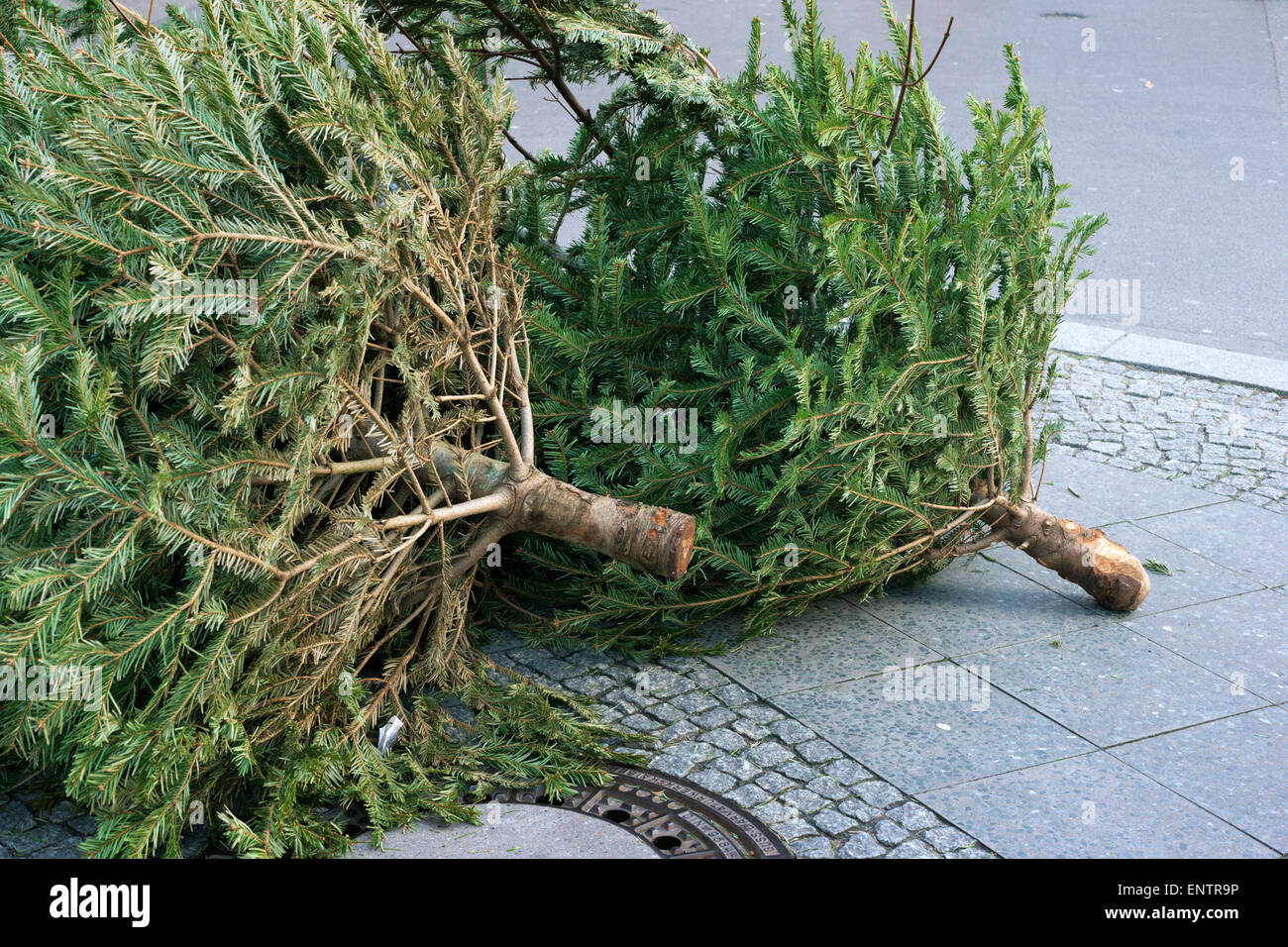 Les arbres de Noël morts jetés sur le trottoir de la ville Banque D'Images