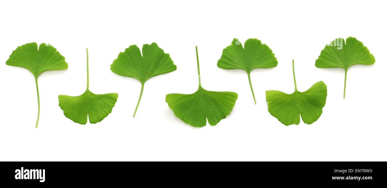 Le ginkgo biloba feuilles isolées sur fond blanc Banque D'Images