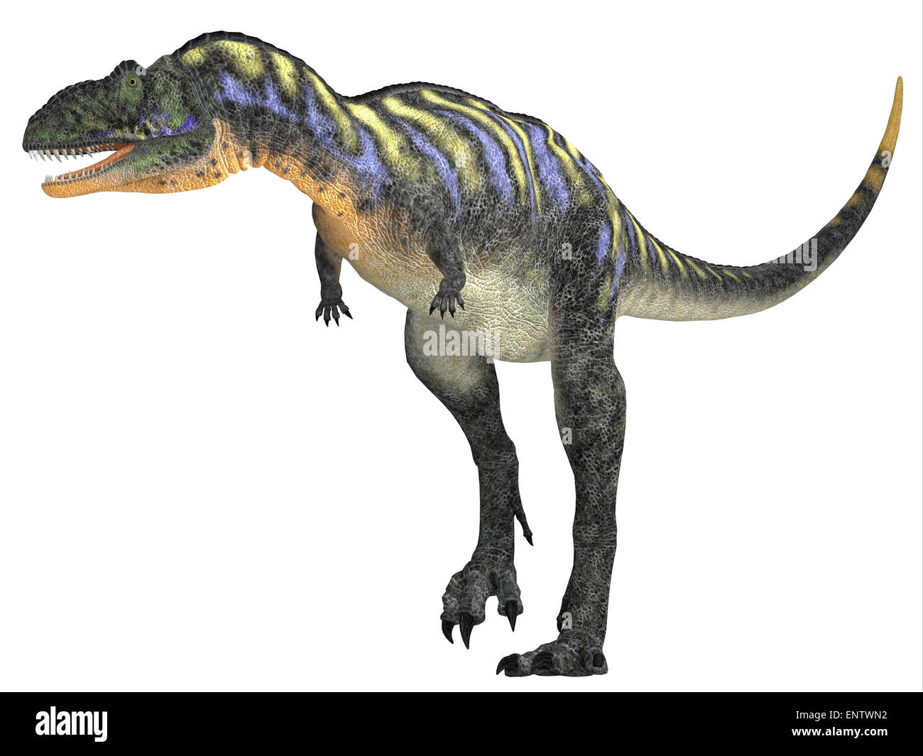 Aucasaurus était un dinosaure carnivore qui vivait dans la période du Crétacé de l'Argentine, l'Amérique du Sud. Banque D'Images