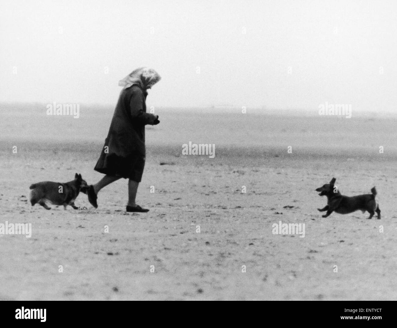 Sa Majesté la Reine Elizabeth II à deux de ses corgis sur la plage près de Sandringham, Norfolk. 27 juillet 1984. Banque D'Images