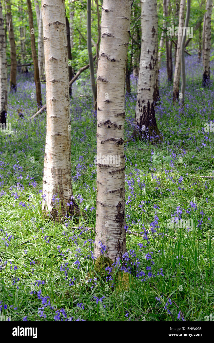 Tapis de sol forestier Waresley jacinthes des bois Cambridgeshire Angleterre Banque D'Images