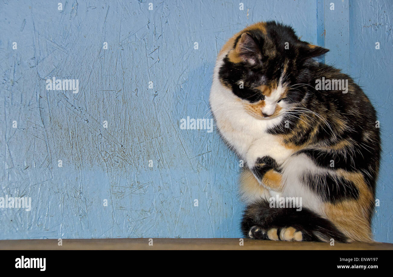 Chat calico timide sur un rebord en bois et mur bleu. Banque D'Images
