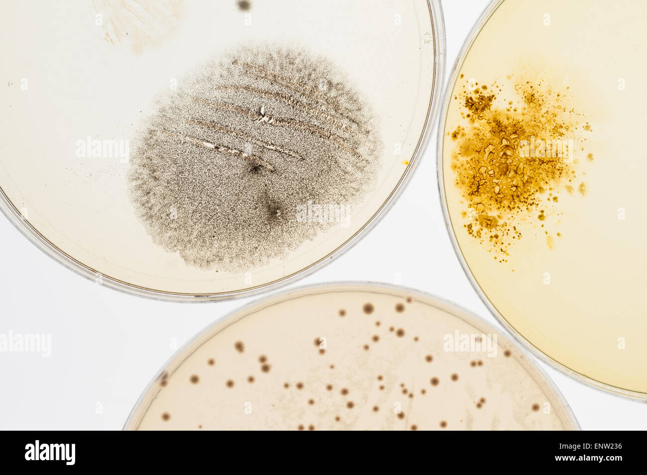 Sélection de bactéries champignons microbes cultures sur milieu gélosé en boîte de pétri avec l'indicateur montrant le changement du ph et de spores Banque D'Images
