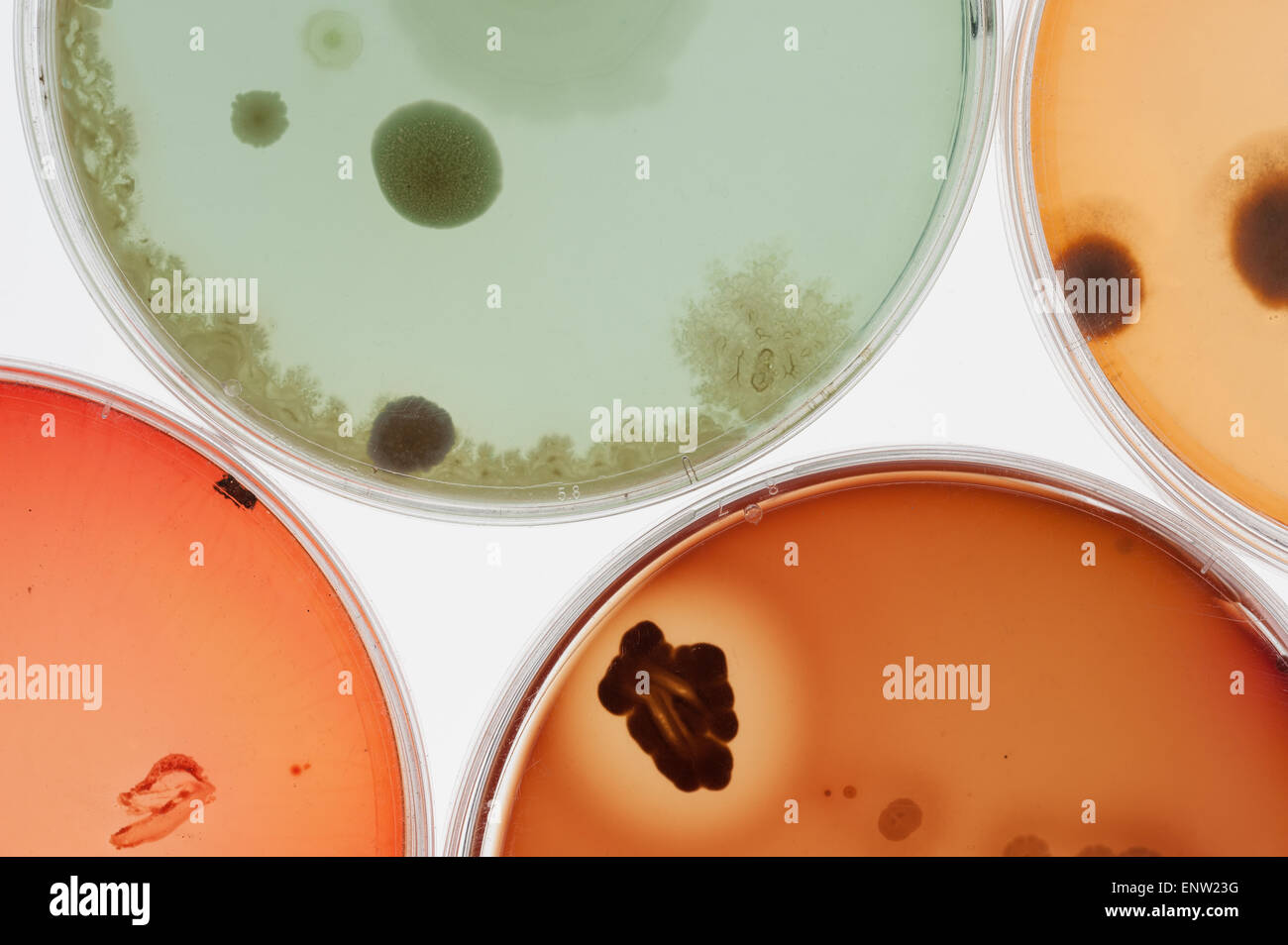 Sélection de bactéries champignons microbes cultures sur milieu gélosé en boîte de pétri avec l'indicateur montrant le changement du ph et de spores Banque D'Images