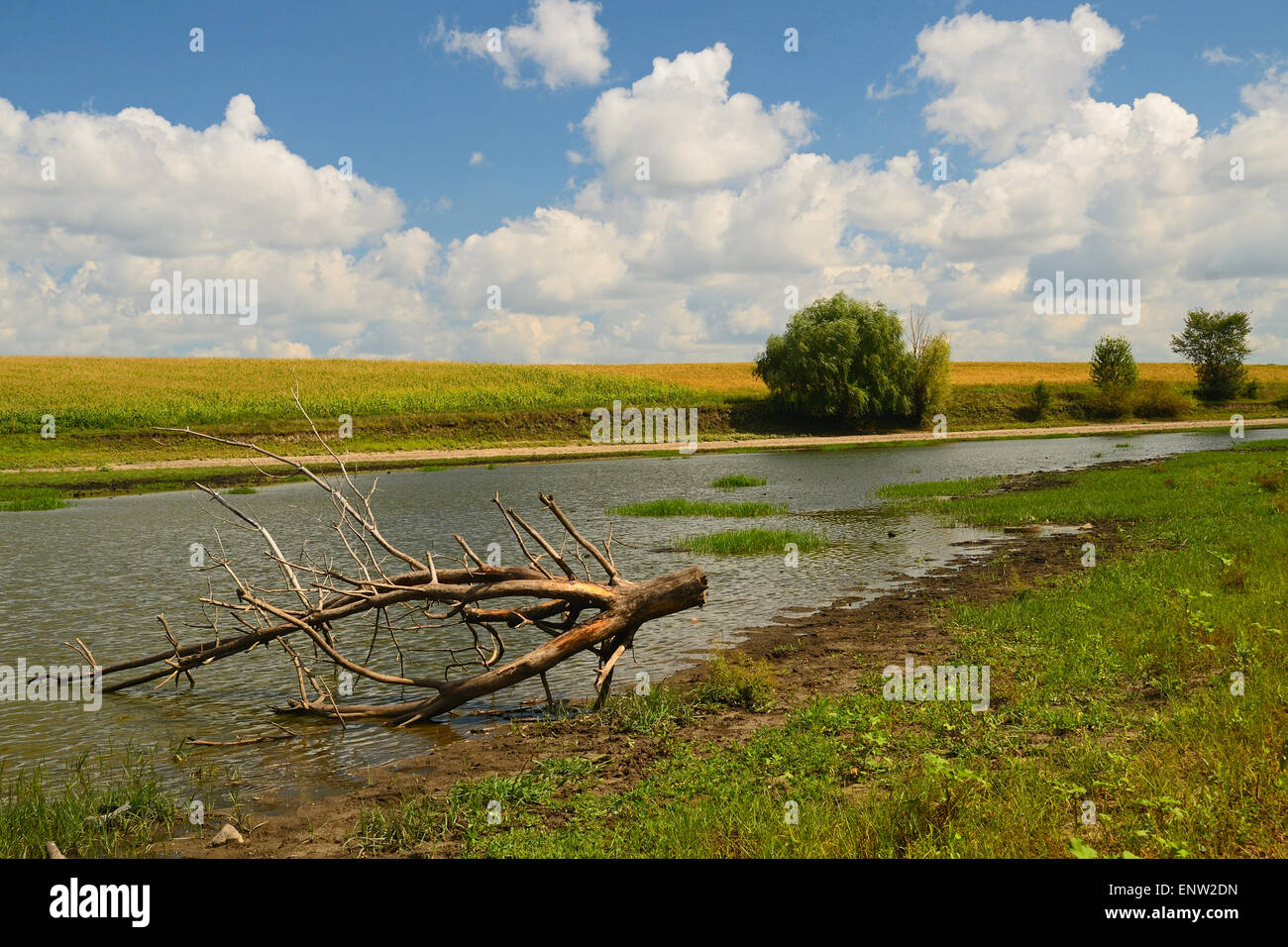 Paysage d'été en milieu rural avec river et les nuages et les champs herbeux Banque D'Images