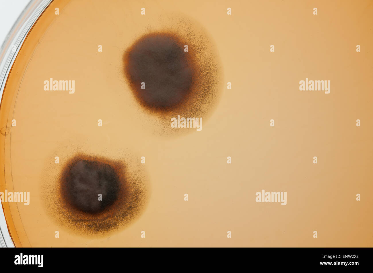 Sélection de bactéries champignons microbes cultures sur milieu gélosé en boîte de pétri avec l'indicateur montrant le changement du ph et de spores Banque D'Images