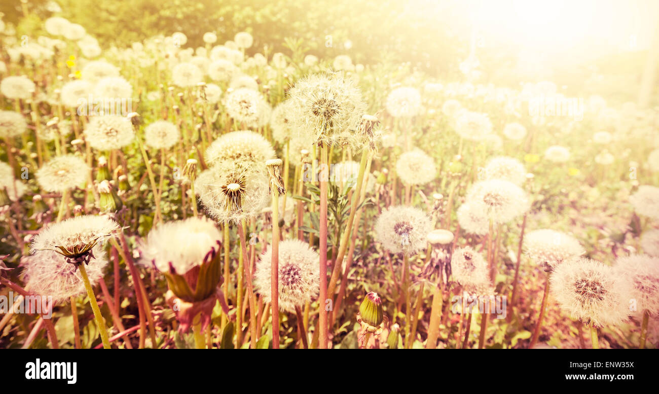 Tons rétro fond nature fait de pissenlits au coucher du soleil, une faible profondeur de champ. Banque D'Images