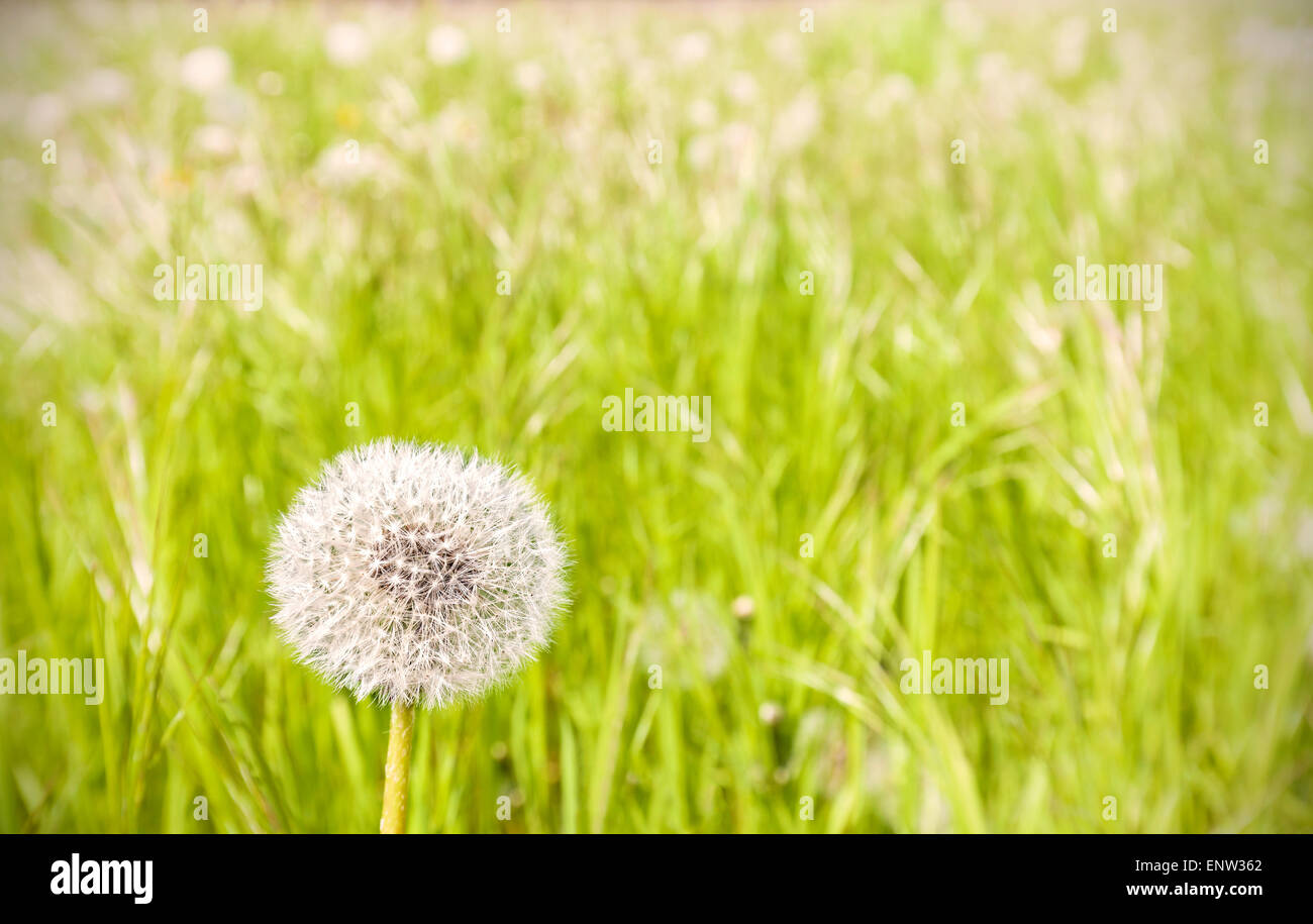Le pissenlit sur un pré, fond nature, profondeur de champ. Banque D'Images
