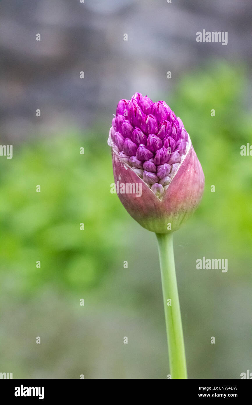 Gros plan d'une fleur d'allium juste au sujet de l'ampoule a éclaté. Prises en format vertical. Banque D'Images