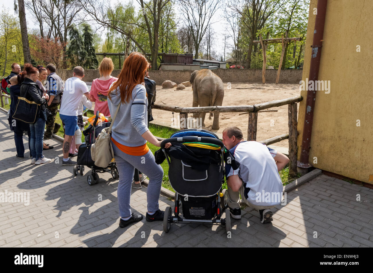 Les visiteurs à la recherche d'éléphants au zoo, Plock Pologne Banque D'Images