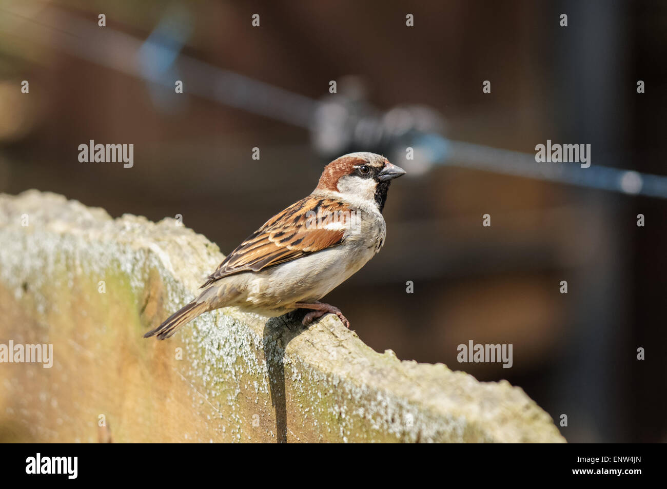 Sparrow perching on wooden fence Banque D'Images