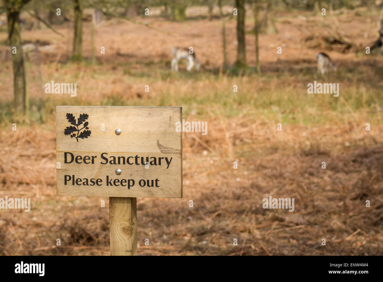 Dans les daims chevreuils dans le parc de Dunham Massey, Altrincham, Cheshire, Angleterre. Banque D'Images