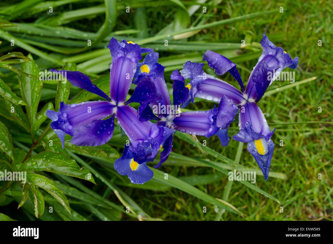Point de vue élevé de capitules iris bleu Banque D'Images