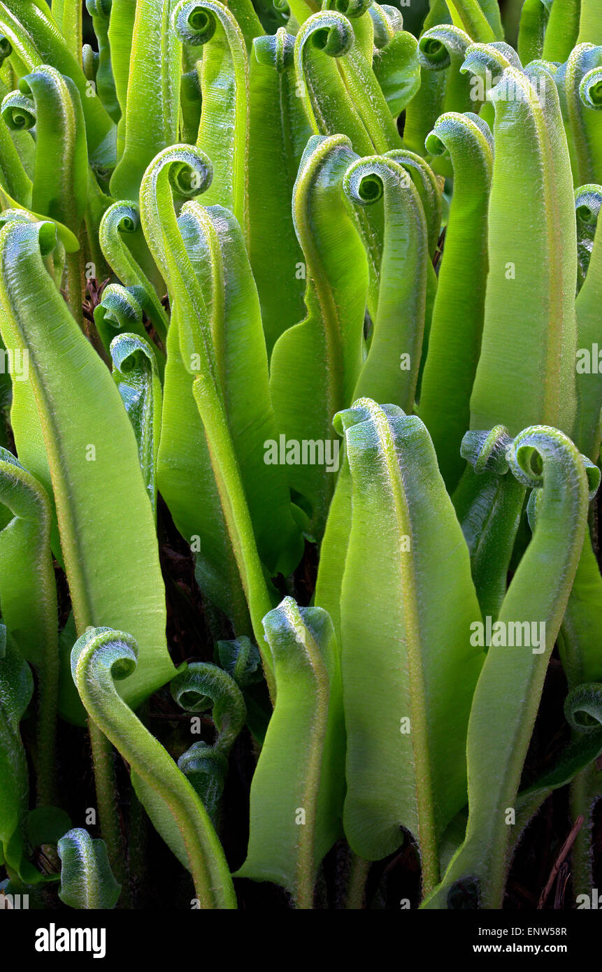 L'accent stacked close up d'un heartstounge fern Banque D'Images