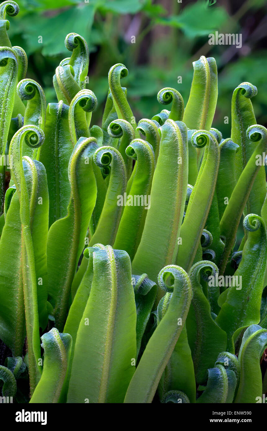 L'accent stacked close up d'un Heartstounge fern Banque D'Images