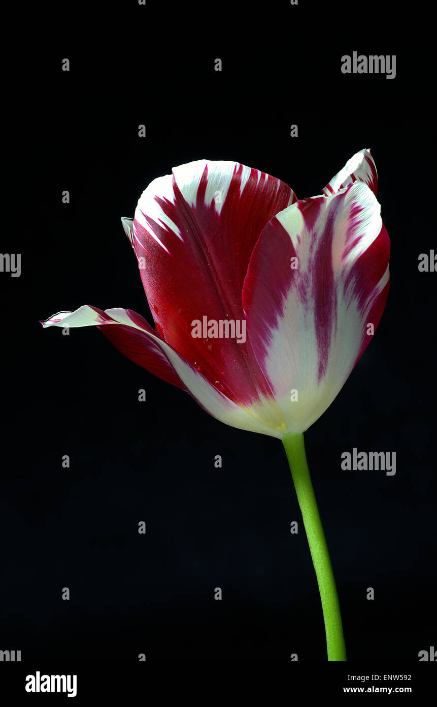 L'accent stacked close up d'une rouge et blanc à rayures fleurs tulipes Banque D'Images