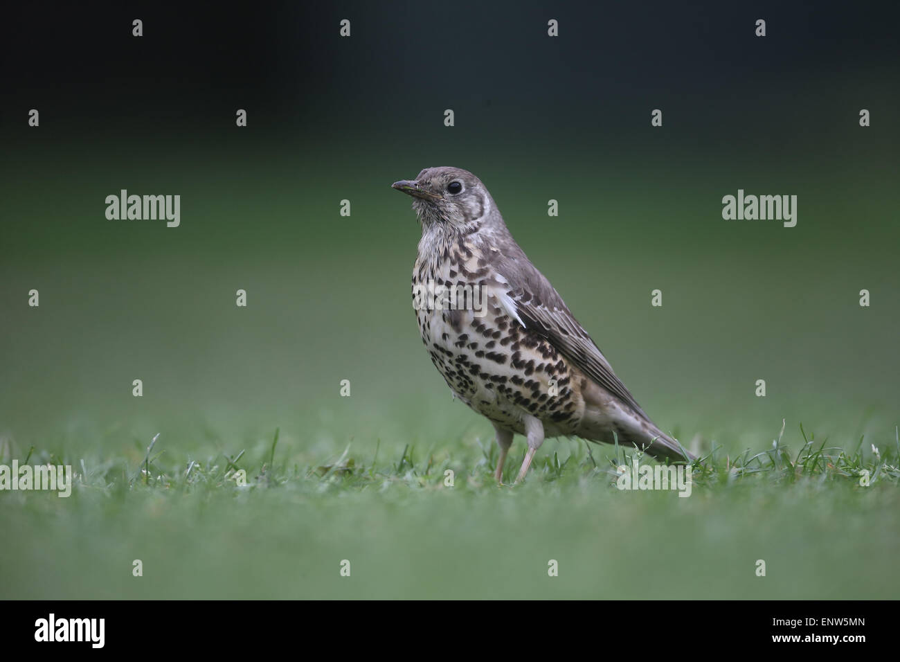 Mistle thrush, Turdus viscivorus, seul oiseau sur l'herbe, Londres, mai 2015 Banque D'Images