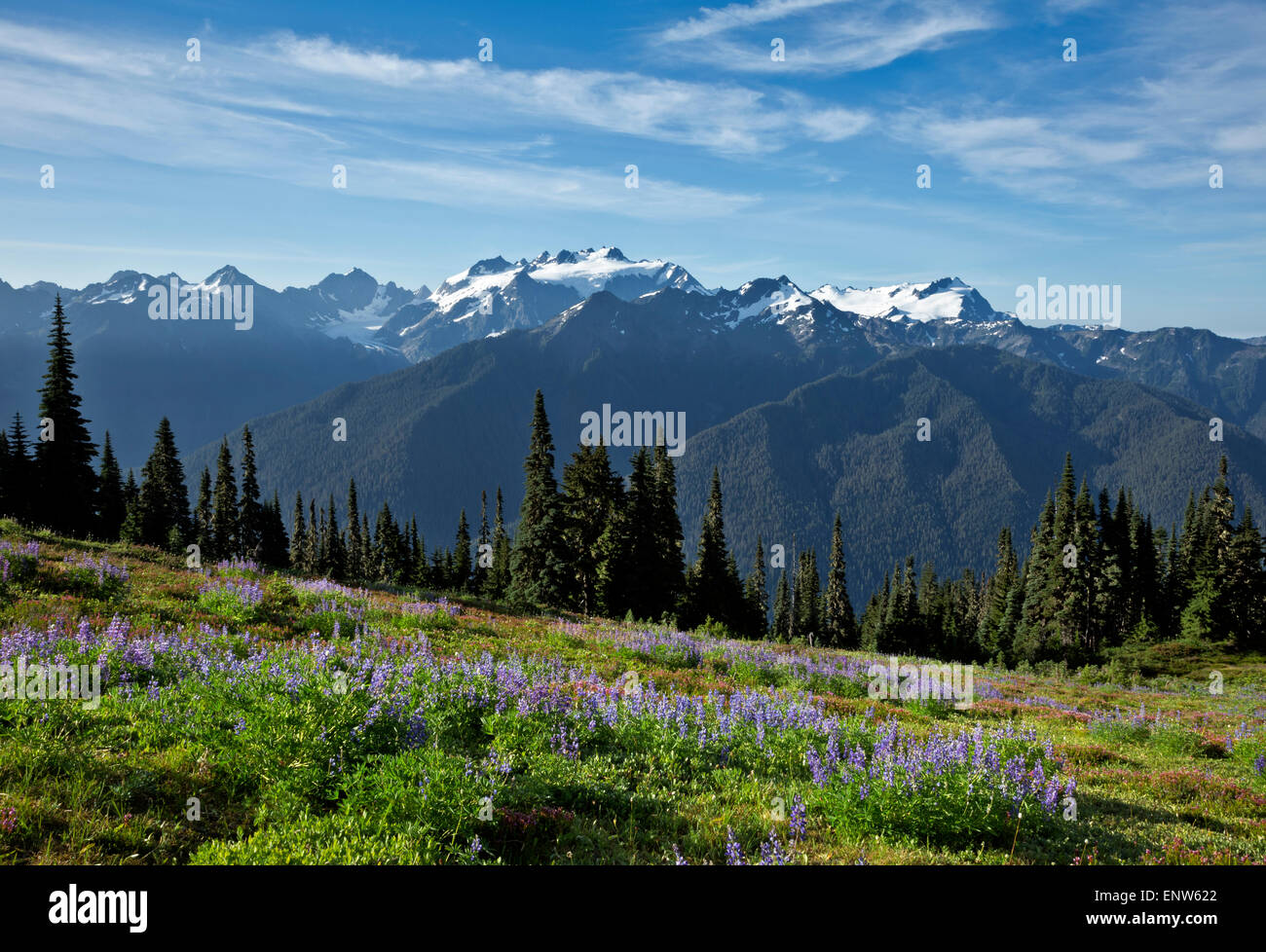 WASHINGTON - Lupin dans une prairie le long de la fracture haute avec le Mont Olympe et Mount Tom dans la distance ; Olympic National Park. Banque D'Images