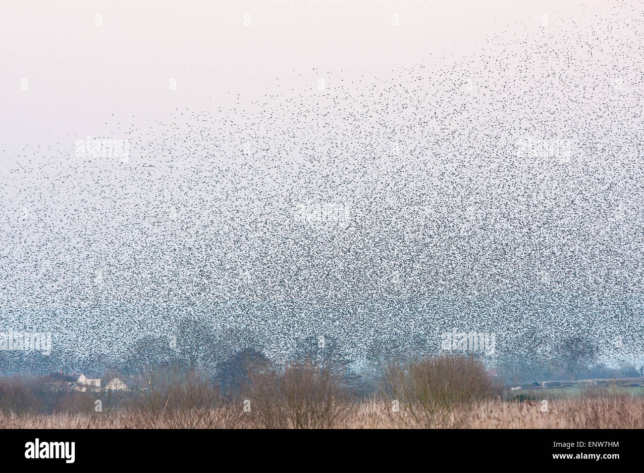 Des milliers/millions d'étourneaux retourner dans leurs dortoirs, remplir le ciel au-dessus de Shapwick Heath,une zone humide de la réserve,Mars Avalon Banque D'Images