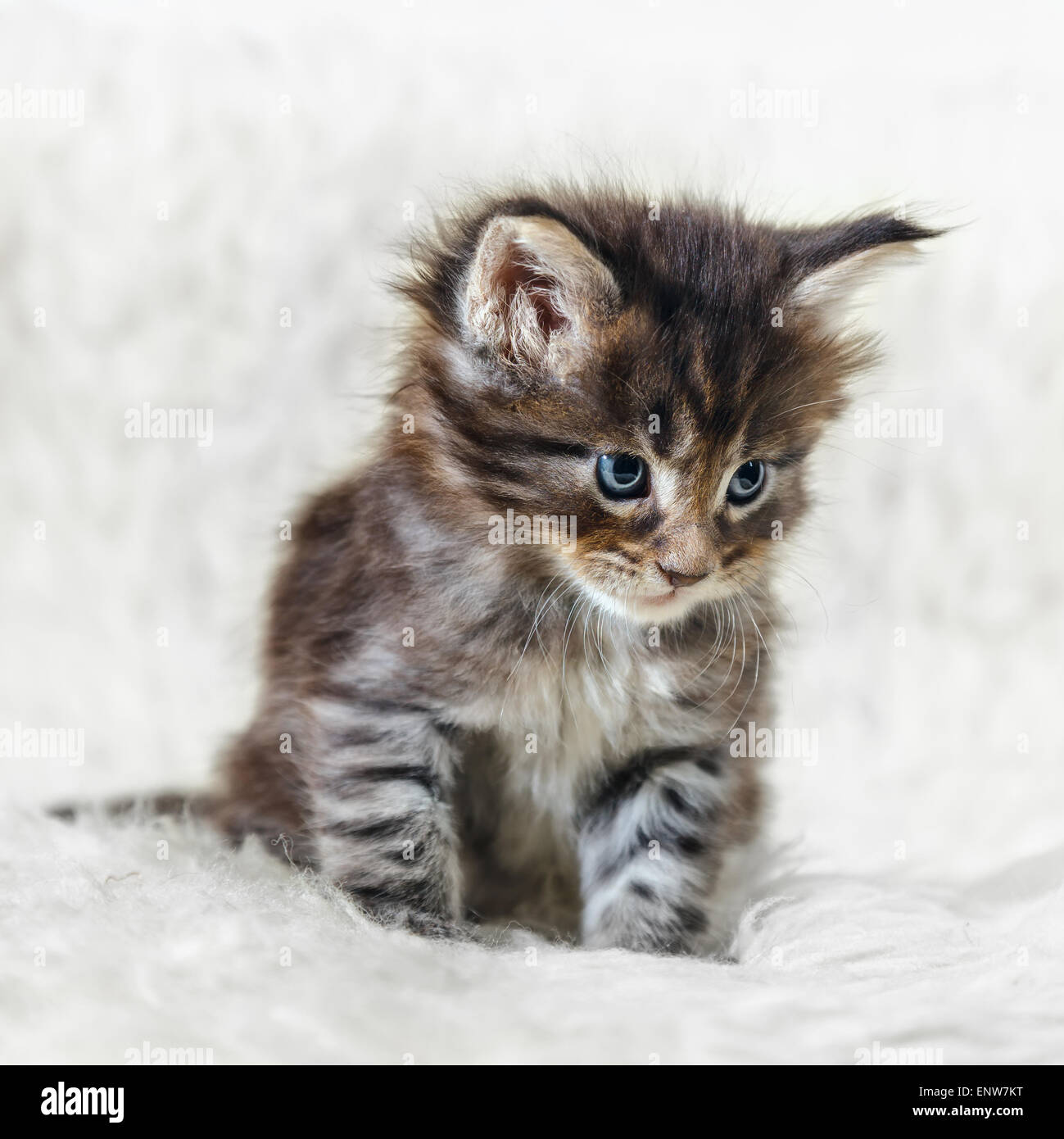 Petit Chaton Maine Coon Gris Aux Yeux Bleus Posant Sur Fond Blanc Fourrure Photo Stock Alamy Petit Chaton Maine Coon Gris Aux Yeux Bleus Posant Sur Fond Blanc Fourrure Photo Stock Alamy