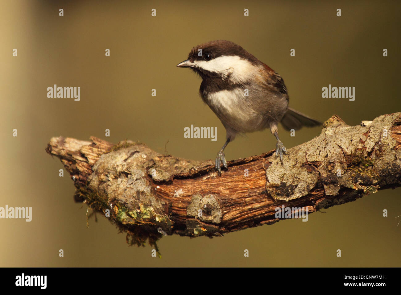 Un châtaigner- Mésange à dos à la fin de c'est la perche. Banque D'Images