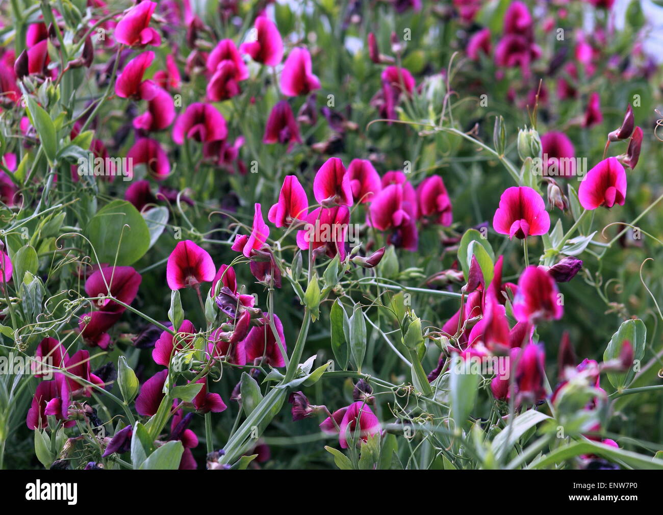 Pois sucré Banque D'Images