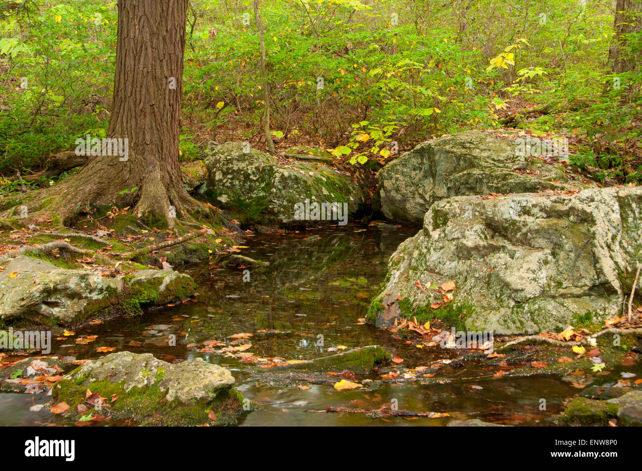 Brassie Brook le long sentier Undermountain, Mount Riga State Park, New York Banque D'Images