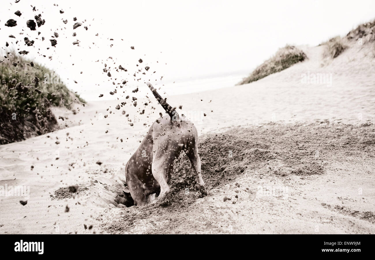 Heureux actif grand chien creuser furieusement à plage de sable avec le vol et à la tête énorme trou Banque D'Images Heureux actif grand chien creuser furieusement à plage de sable avec le vol et à la tête énorme trou Banque D'Images