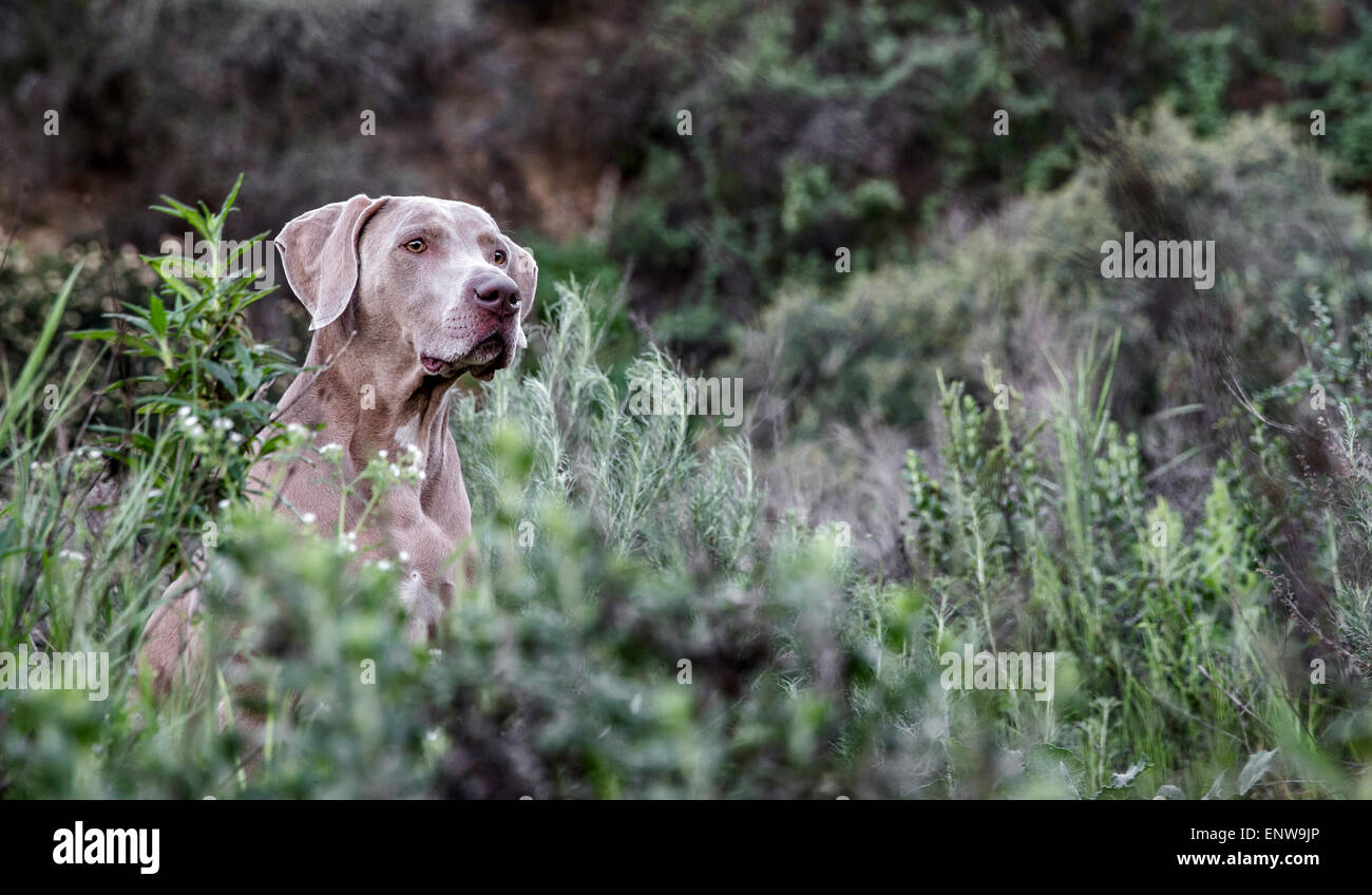 Braque de chien dans la mer des plantes vertes luxuriantes dans la nature avec la tête qui dépasse au-dessus de la croissance Banque D'Images