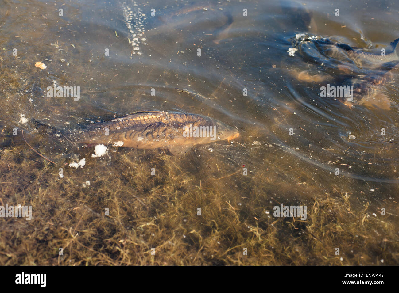 Gros poisson la Carpe dans un étang près de la rive Banque D'Images